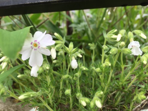 白い花のトンネル行ったり来たり。_a0254752_10023529.jpg