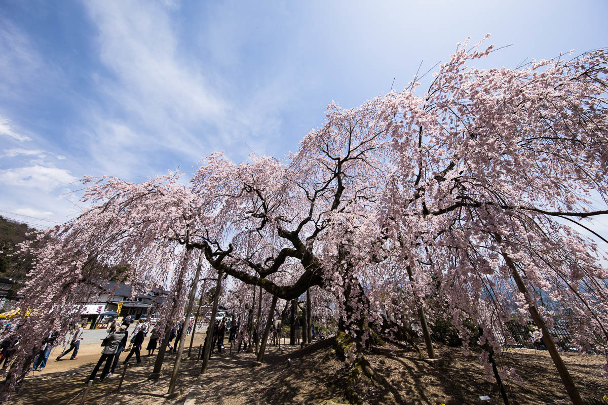 信濃路の桜　002_f0371554_19050613.jpg