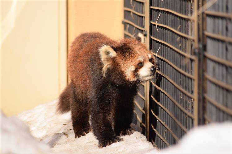 雪解けの旭山詣延長戦・その4_b0338756_16141996.jpg