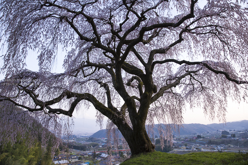 丘の上の一本桜 #1 Twilight_e0342760_22451999.jpg