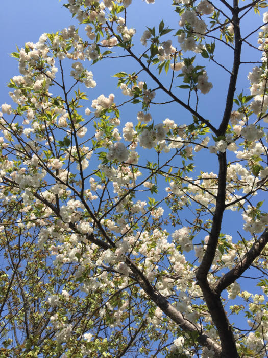 八重の桜が花盛り♪_d0152261_14484466.jpg