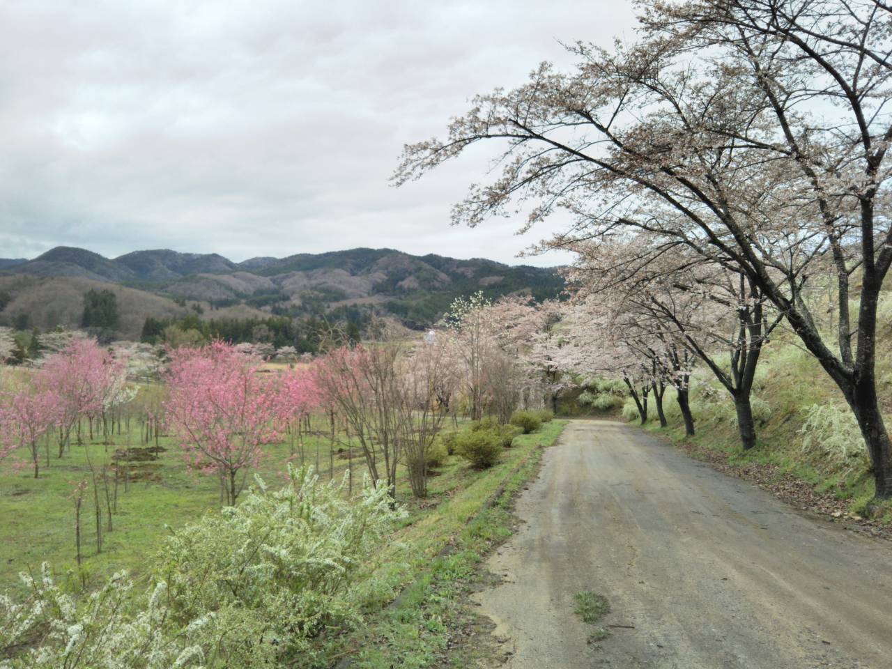 関の森公園の桜_f0208665_129236.jpg