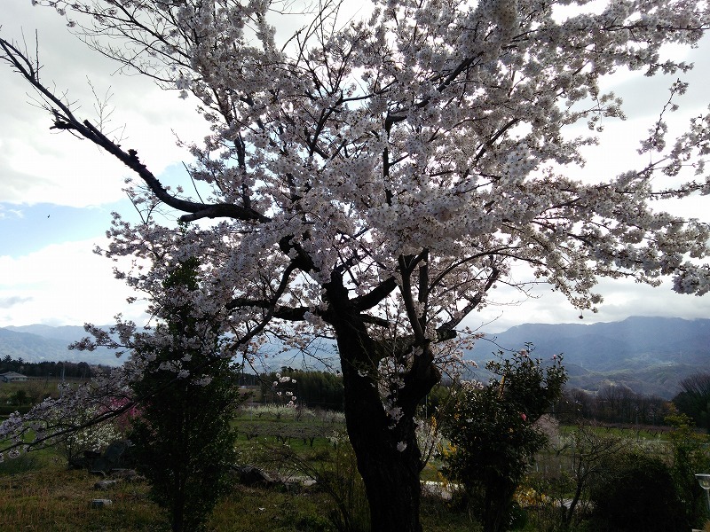 やっと桜が咲いた_b0199167_21104595.jpg