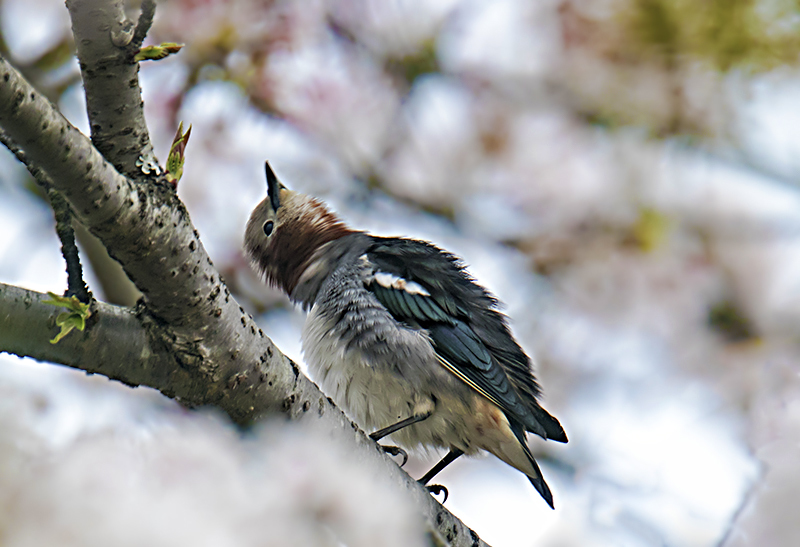 昨日の続きの桜コムク_e0289167_18123584.jpg