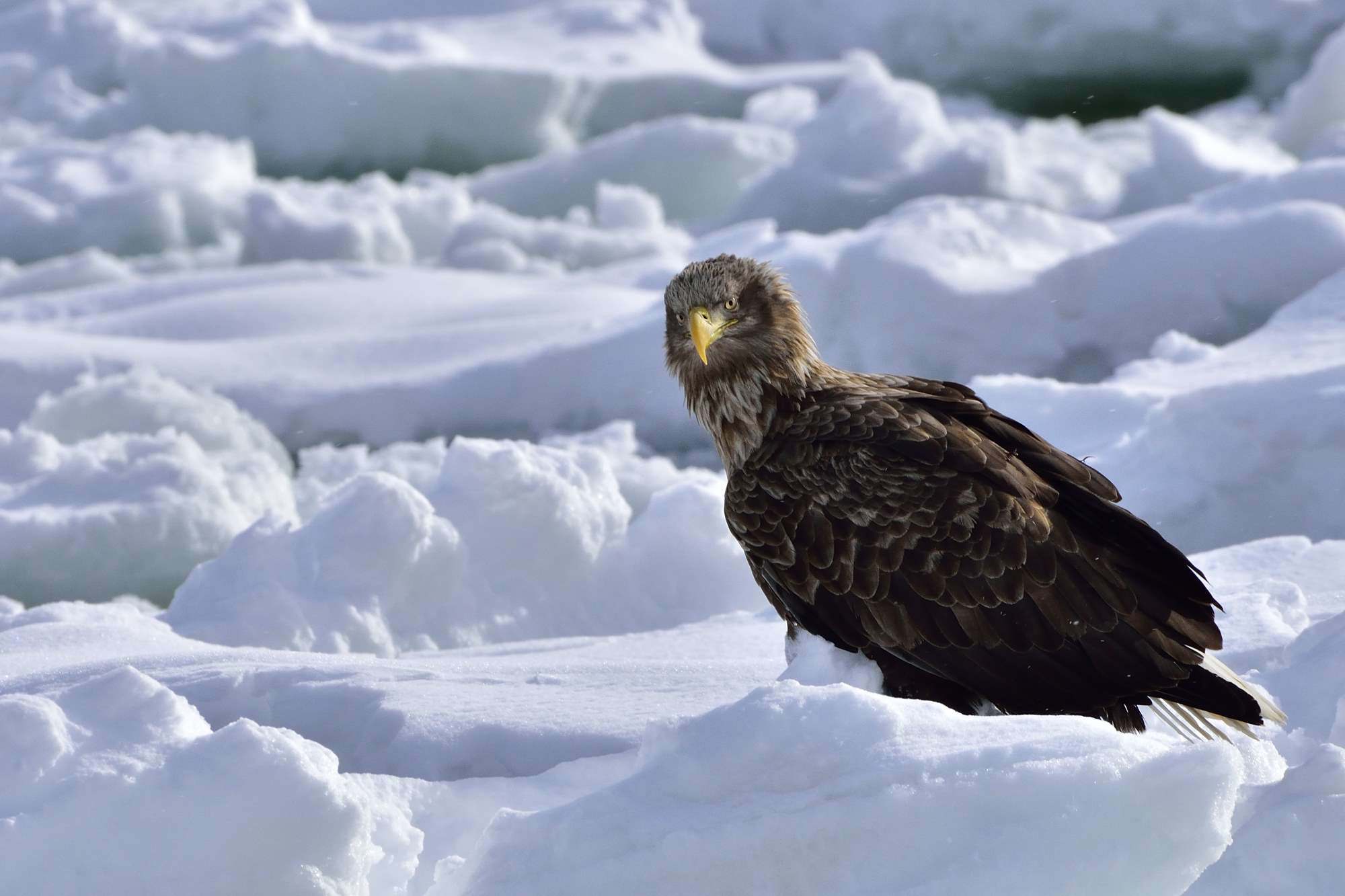 オジロワシ（尾白鷲）/White-tailed eagle_f0365975_00374681.jpg