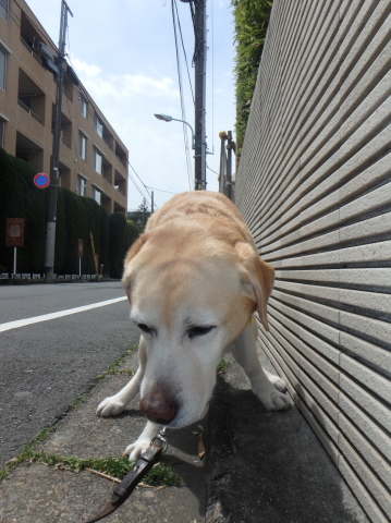 今宵 雨ニモ メゲズ_f0052277_01271223.jpg