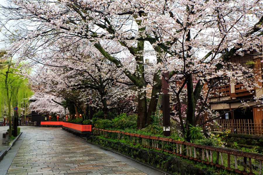 桜2017！　～祇園白川～_b0128581_20354669.jpg