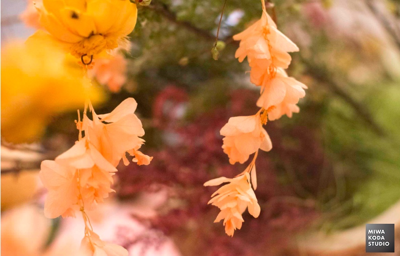 April 20, 2017  オレンジピンクのお花　Orange Pink Flowers　_a0307186_2083494.jpg