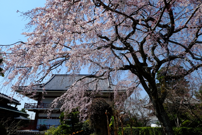 萬福寺_b0195589_22481589.jpg