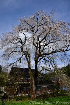 千恵子桜と布橋十二ヶ滝_b0155692_23364914.jpg