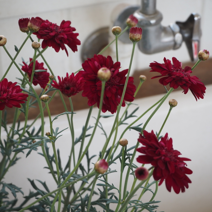 赤いお花_a0292194_11445159.jpg