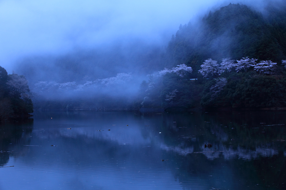 針葉樹の中の桜_c0032494_20441184.jpg