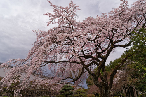 春の九品寺_e0366896_22333894.jpg