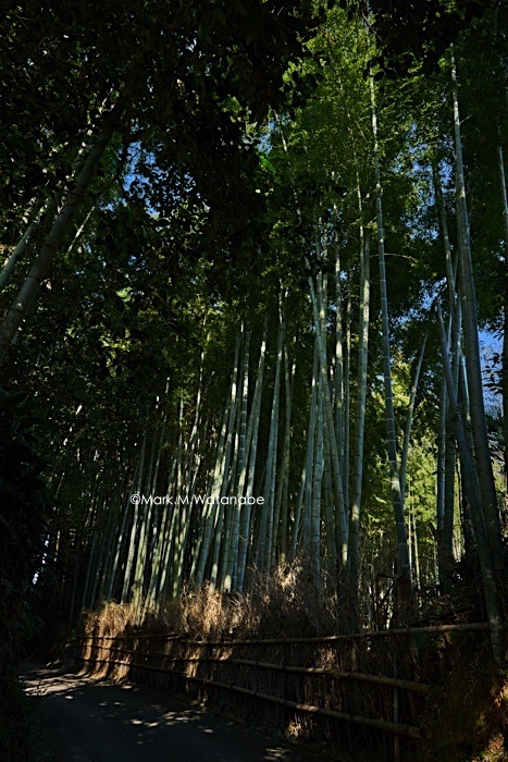 竹林で愉しむ_e0135098_01221314.jpg
