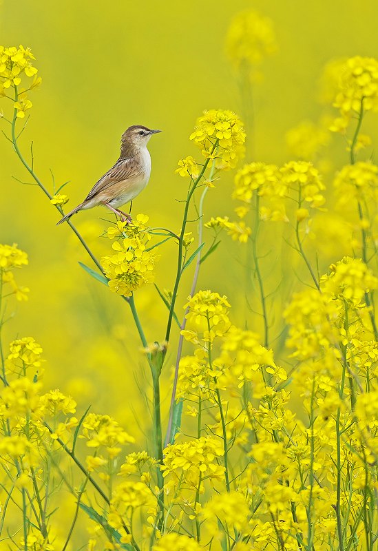 菜の花セッカ！_d0344899_22262520.jpg