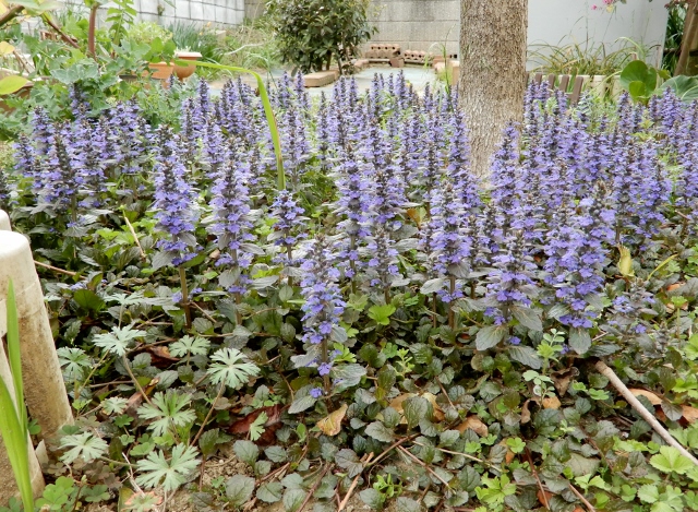 庭でたくさん咲く花 庭の四季 コーヒータイム 庭でたくさん咲く花 庭の四季 コーヒータイム