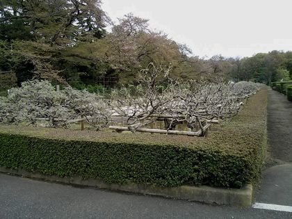 2017年4月19日（水）； 晴れ_d0051601_23101778.jpg