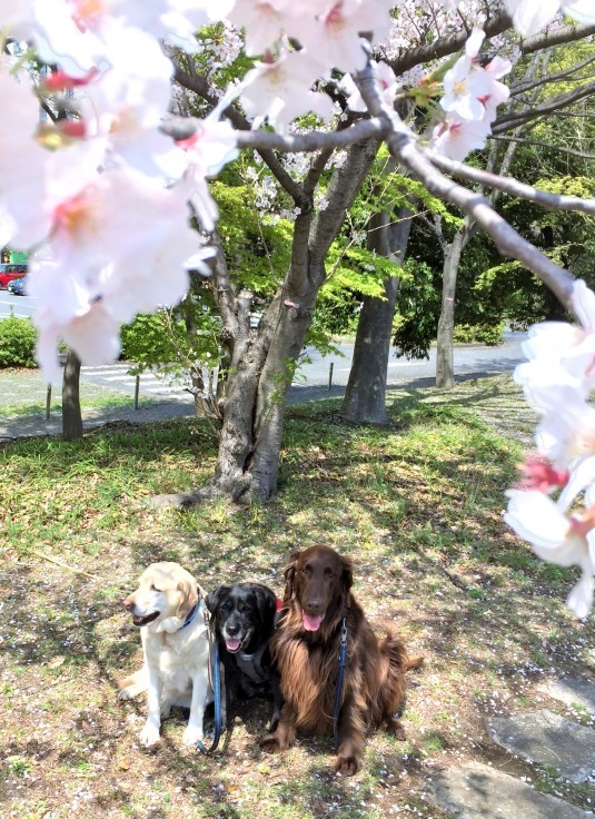 Three Retと桜と♪_d0117001_08512181.jpg