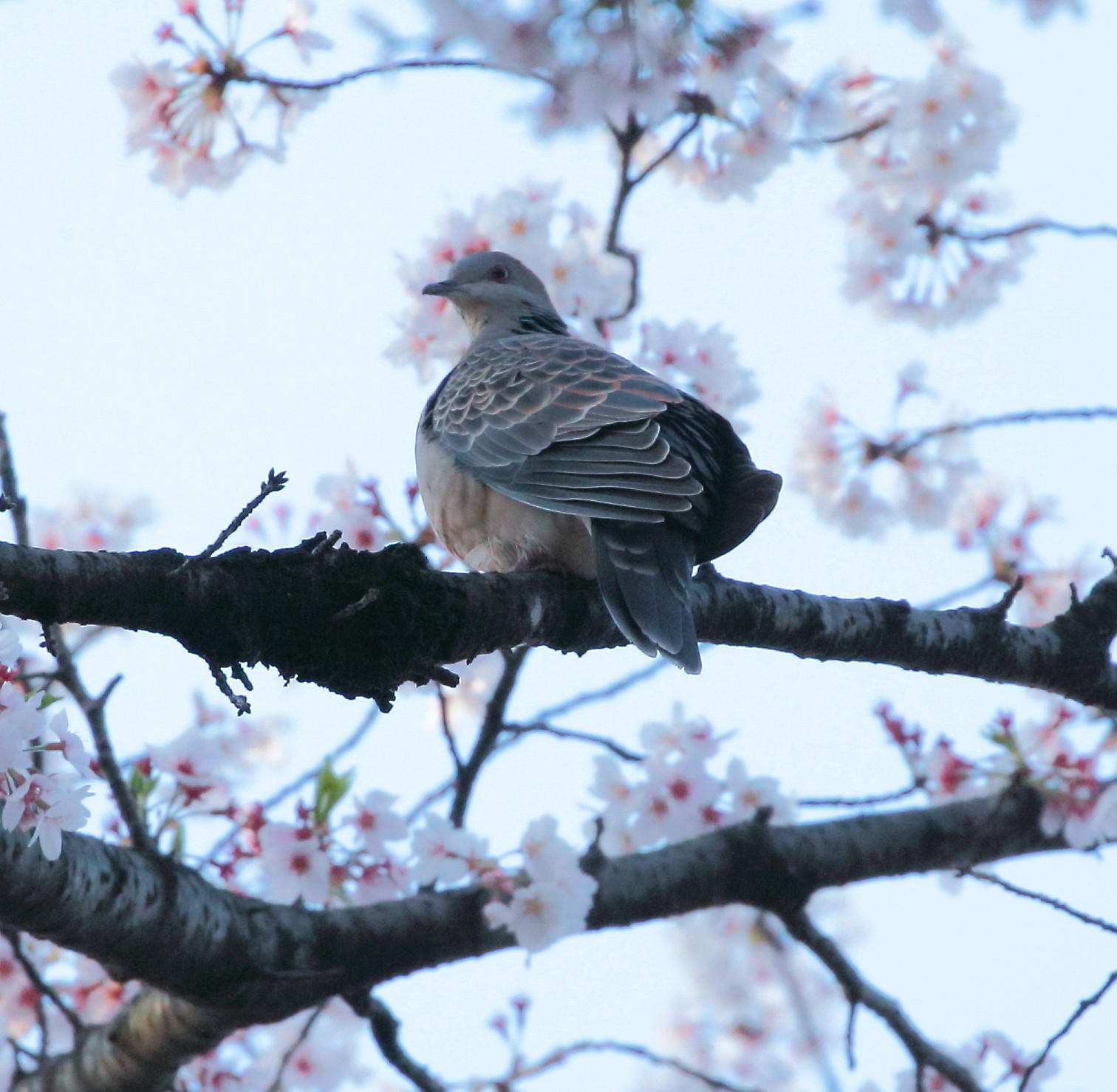 コゲラ＆桜花：２０１７_c0319902_05555927.jpg