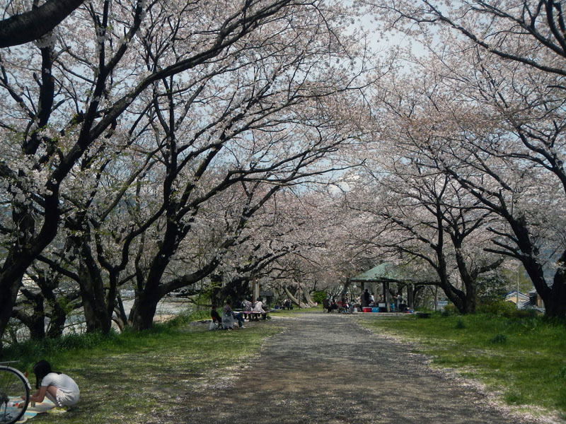 リトルカブで花見に行ってきました　その1_d0161702_19090024.jpg