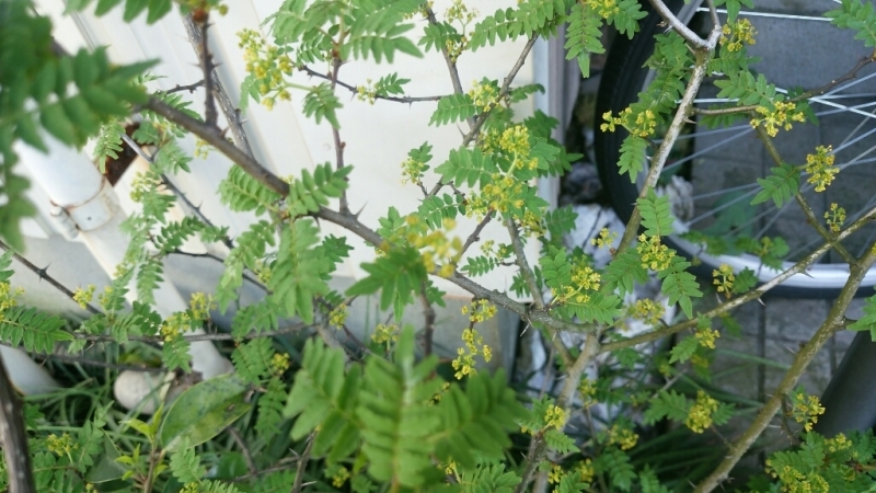 d0256703_16564185.jpg