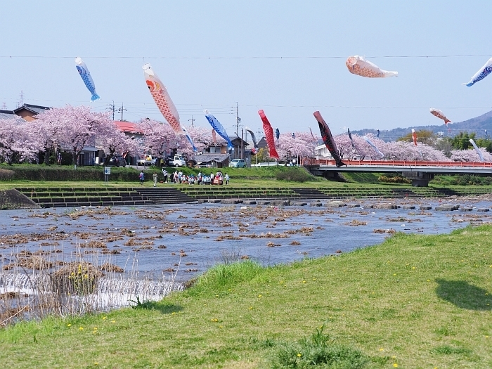 岐阜県垂井町：相川水辺公園の桜　2017_e0075403_06481184.jpg