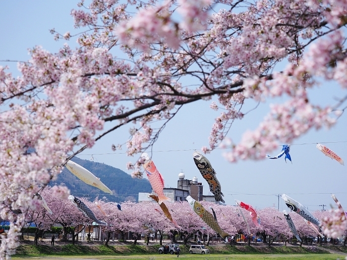 岐阜県垂井町：相川水辺公園の桜　2017_e0075403_06482480.jpg