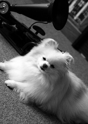 ビクター犬に思うこと_d0360206_12280188.jpg
