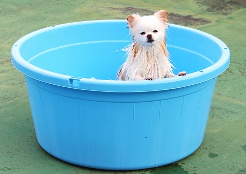 疲れた犬はいい犬だ_d0360206_12302100.jpg