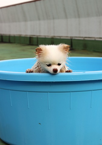 疲れた犬はいい犬だ_d0360206_12302259.jpg