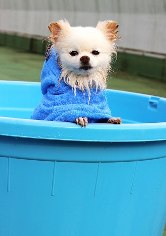 疲れた犬はいい犬だ_d0360206_12302383.jpg