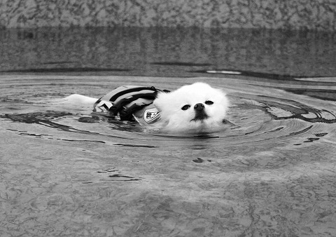 波紋・水紋_d0360206_12303547.jpg