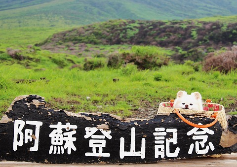 旅はポメ連れ・盛夏編_d0360206_12305863.jpg