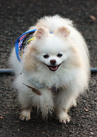 汚れっちまった愛犬に、_d0360206_12314918.jpg