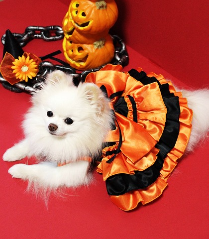 Happy Halloween 2013_d0360206_12352334.jpg