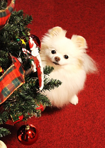 ゆきのクリスマスツリー_d0360206_12363727.jpg