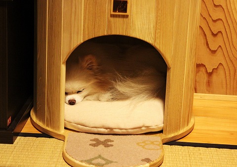 ひと月だけの妹_d0360206_12373980.jpg