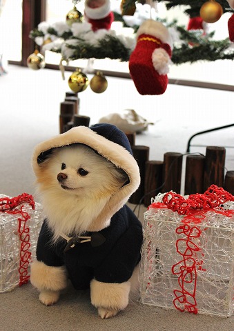 クリスマスツリーを探して_d0360206_12381366.jpg