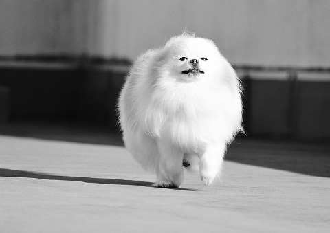 わたしはゆきを守れるか_d0360206_12420931.jpg