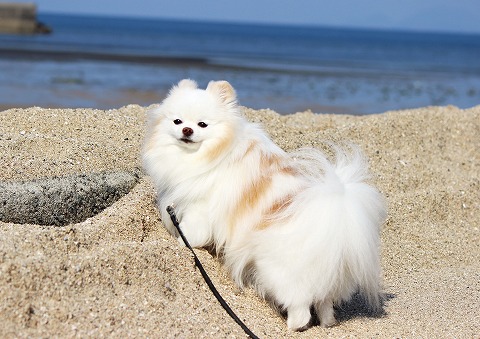 たくさん海へ行こう_d0360206_12421934.jpg