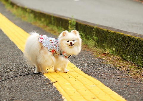 もう少し、あとちょっと_d0360206_12441287.jpg