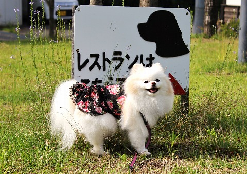 取り急ぎダイジェスト_d0360206_12451264.jpg