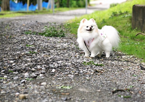 調子が良すぎても不安になる_d0360206_12470079.jpg