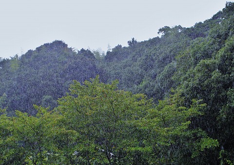 雨とお盆とファッションショー_d0360206_12491773.jpg