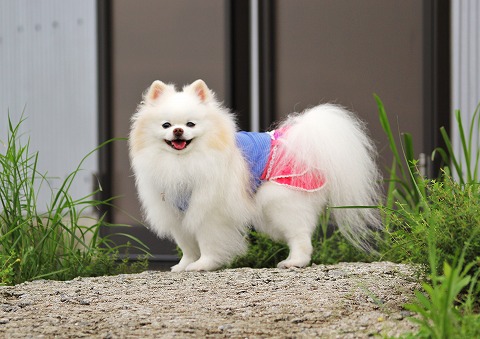 犬と猫のアレルギー_d0360206_12494693.jpg