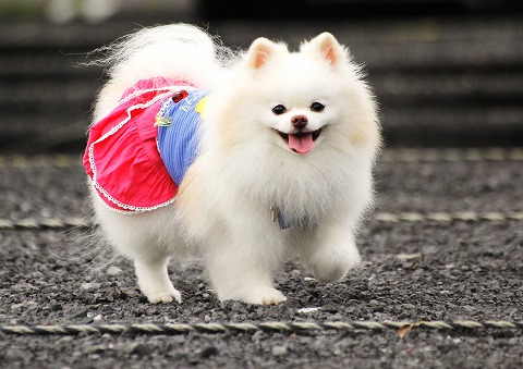 犬と猫のアレルギー_d0360206_12494728.jpg