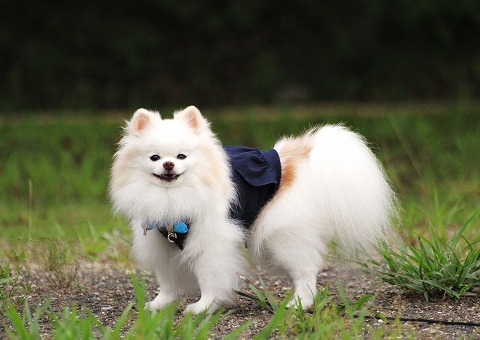 同じ写真ばっかり_d0360206_12495153.jpg