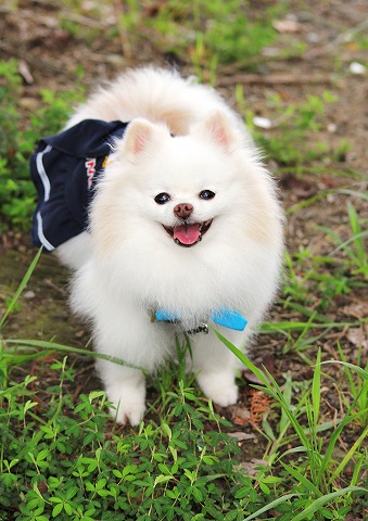 同じ写真ばっかり_d0360206_12495236.jpg