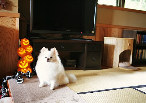ハロウィンの準備と咳コンコン_d0360206_12514860.jpg