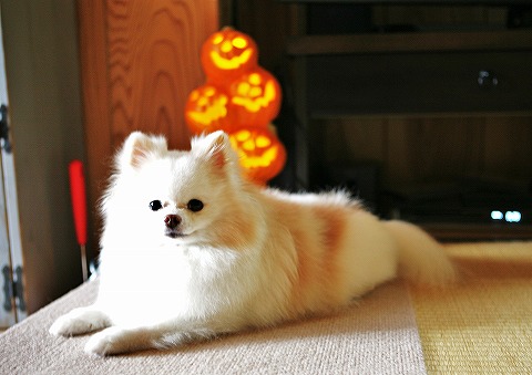 ハロウィンの準備と咳コンコン_d0360206_12514963.jpg